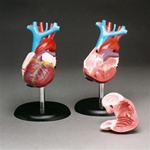 Budget Life-Size Heart Model